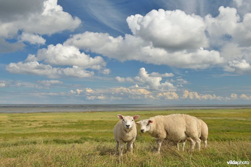 Schaapjes op Texel