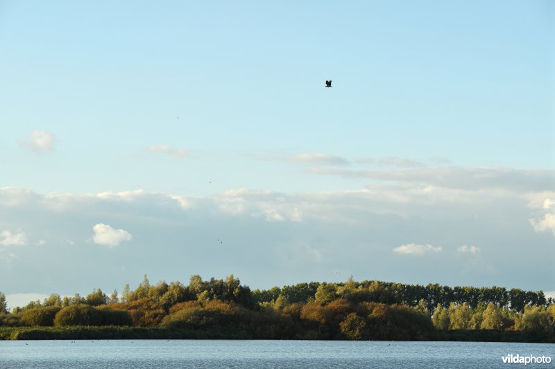 Visarend boven de Blankaart