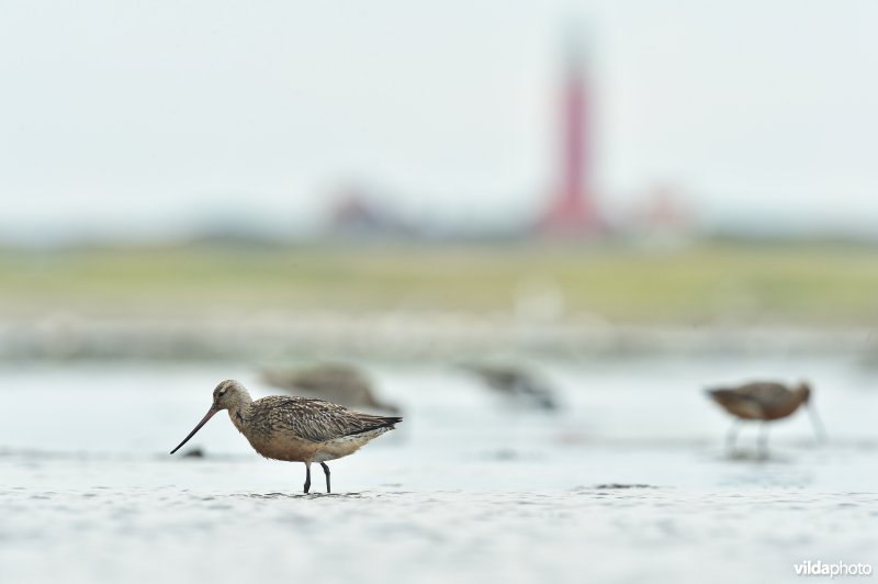 Rosse grutto's op het wad in Texel