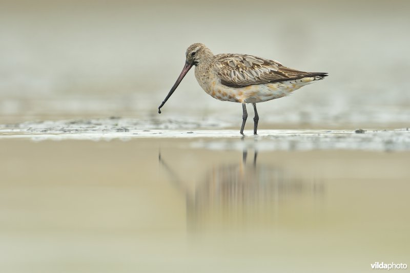 Rosse grutto op het wad