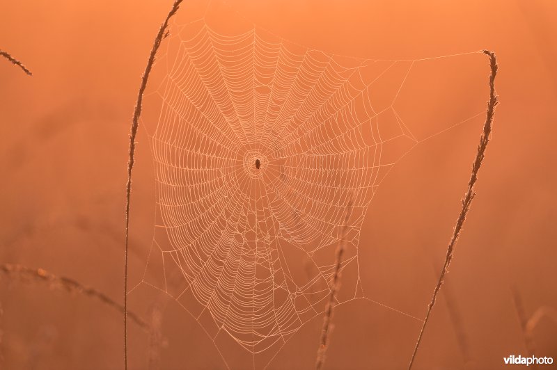 Spinnenweb met ochtenddauw