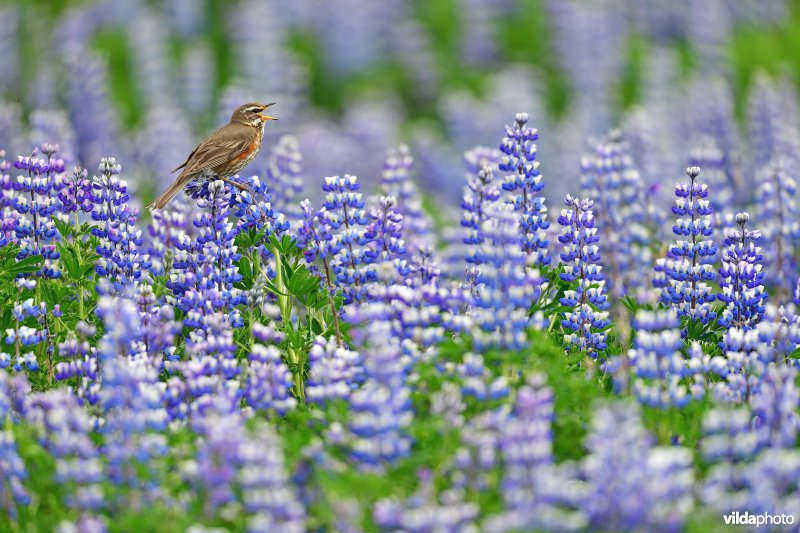 Zingende Koperwiek tussen de Lupines