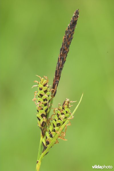Zwarte zegge