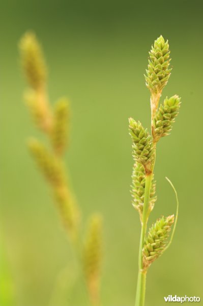 Bleke zegge