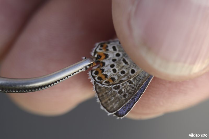 Genetisch onderzoek naar het Heideblauwtje