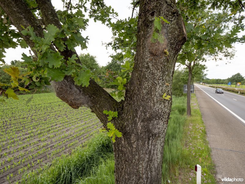 Nest van Eikenprocessierups