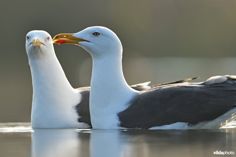 Kleine mantelmeeuw