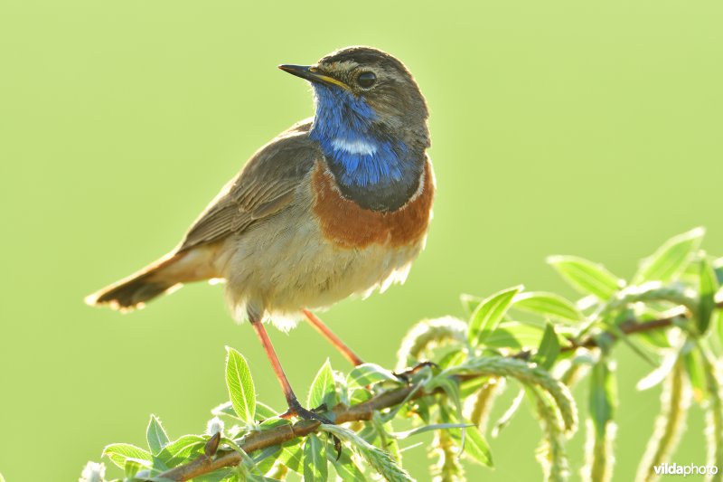 Blauwborst