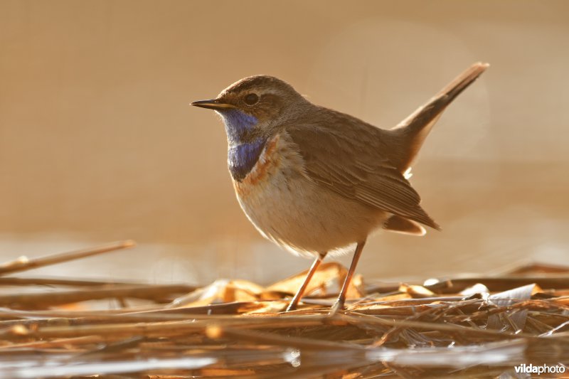 Blauwborst