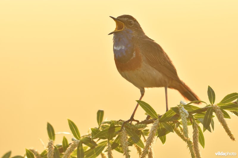 Blauwborst