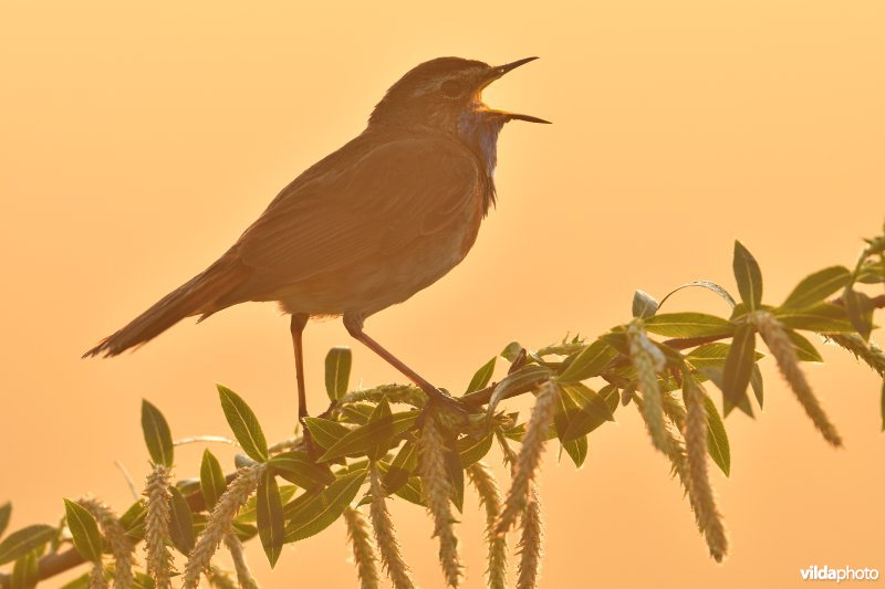 Blauwborst