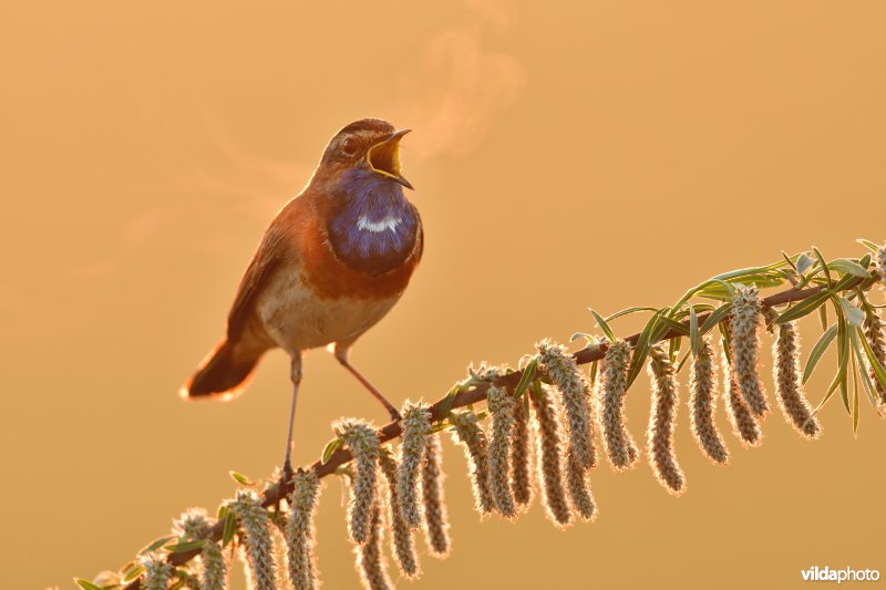 Zingende Blauwborst