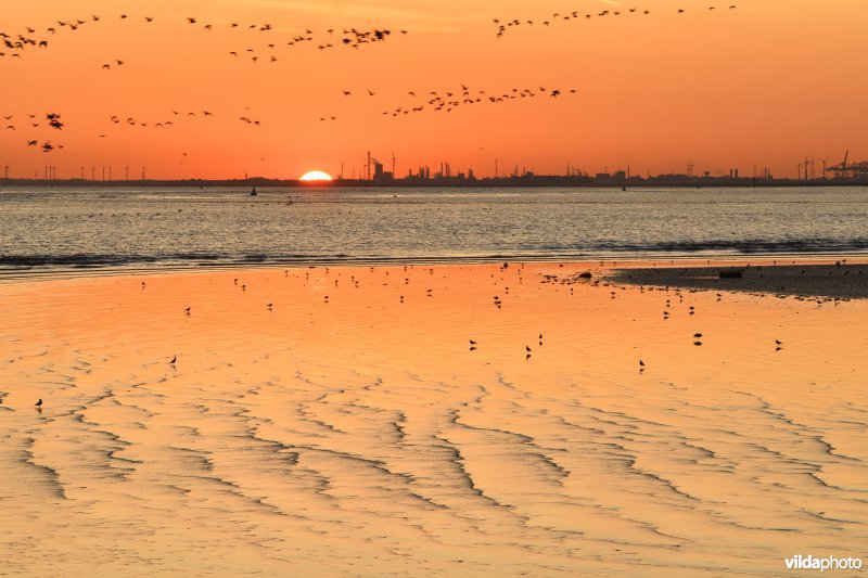 Zonsopgang aan de Westerschelde