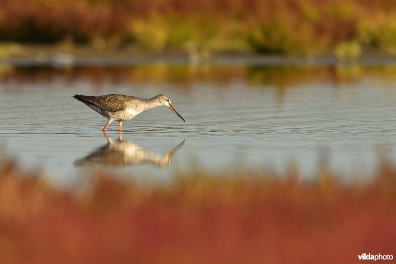 Zwarte ruiter tussen herfstige Zeekraal