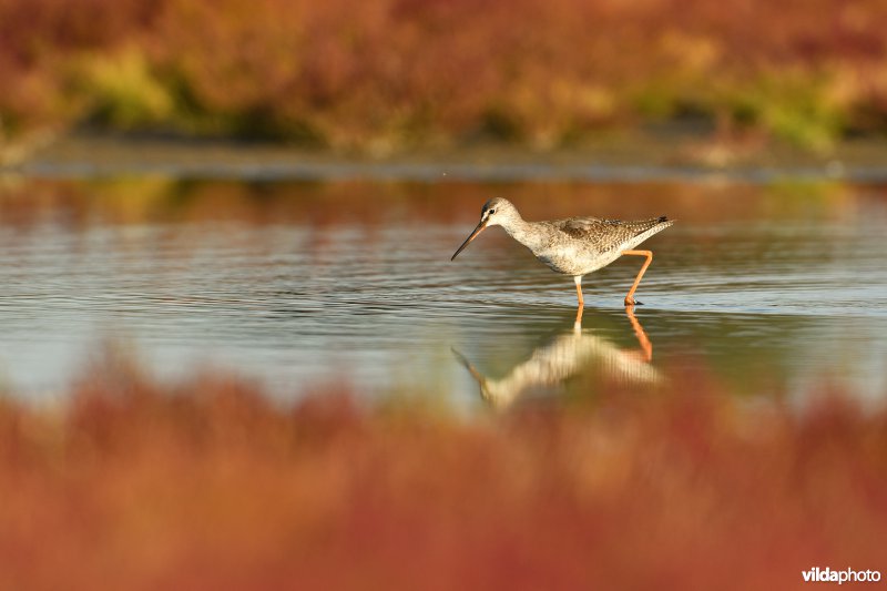 Zwarte ruiter tussen herfstige Zeekraal