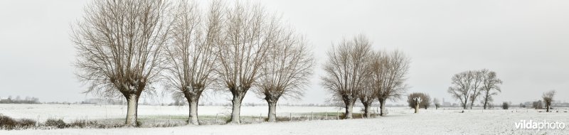 Knotwilgenrij in de sneeuw