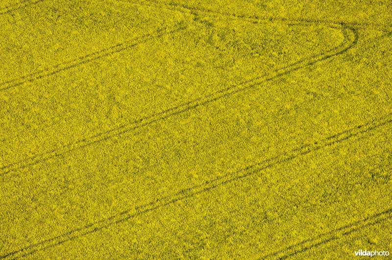 Koolzaadveld vanuit de lucht