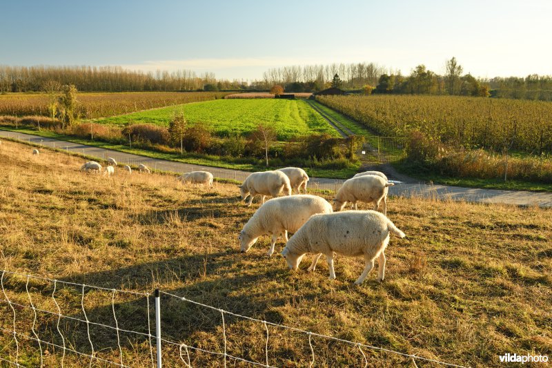 Groot Schoor in Hingene (R)
