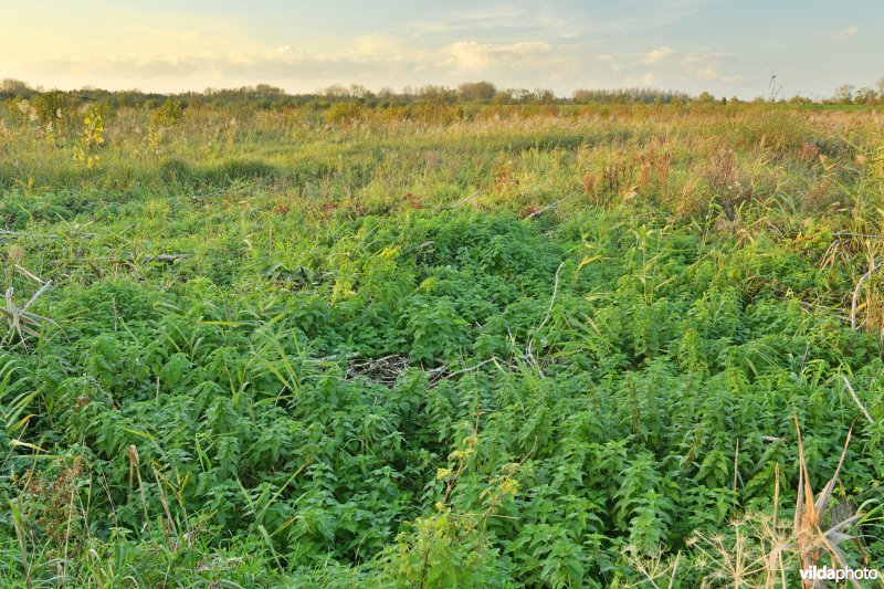 Vlassenbroekse polder (R)