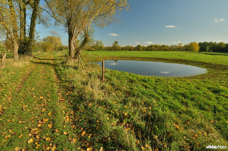 Veedrinkpoel in de Dorent