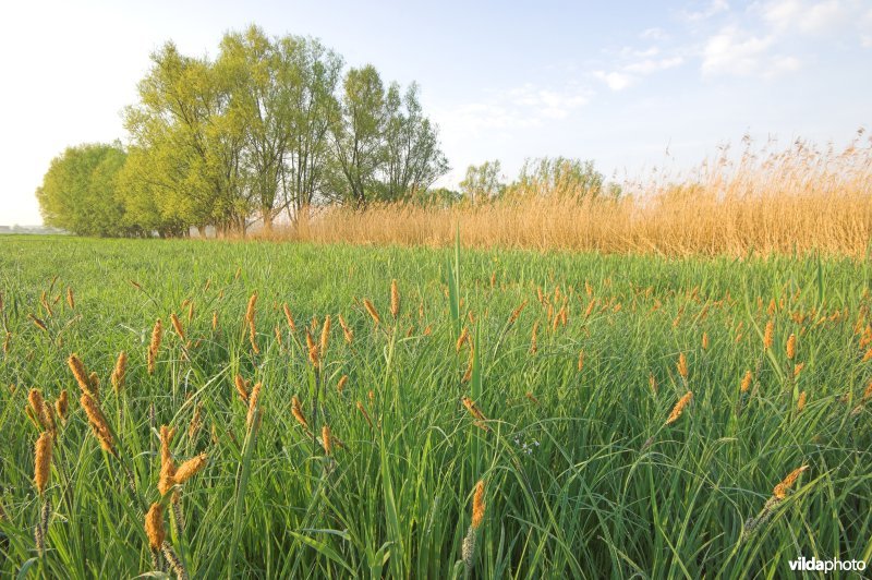 Langemeersen in Petegem