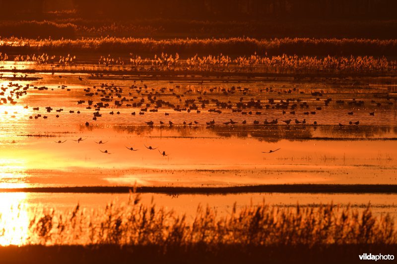 Overwinterende watervogels in het Merkembroek