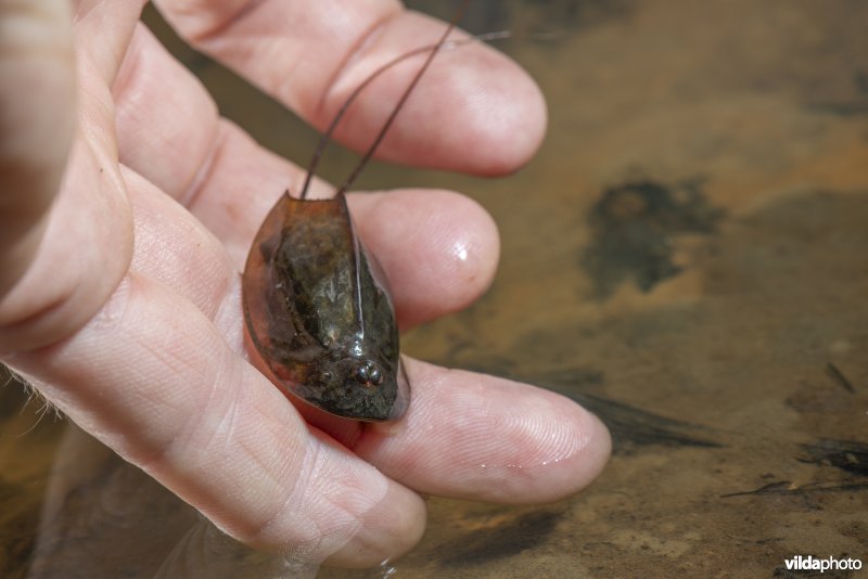 Kopschildkreeftje op een hand