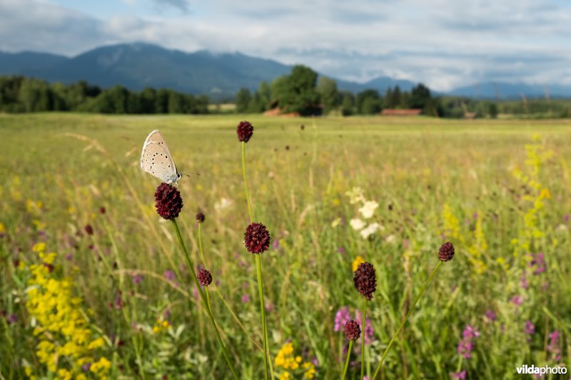 Pimpernelblauwtje in grasland