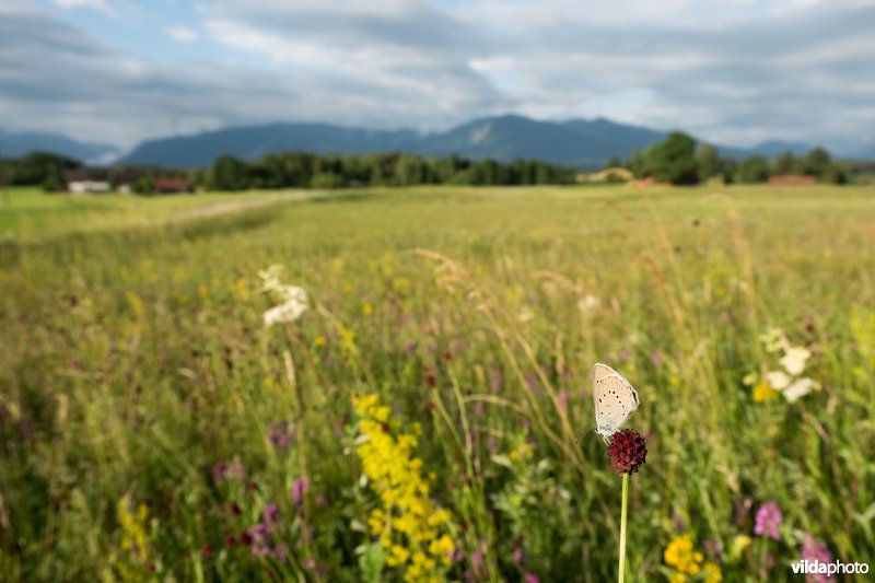 Pimpernelblauwtje in grasland