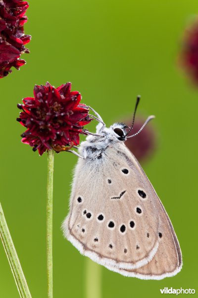 Pimpernelblauwtje
