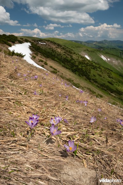 Wilde krokussen in de Velka Fatra