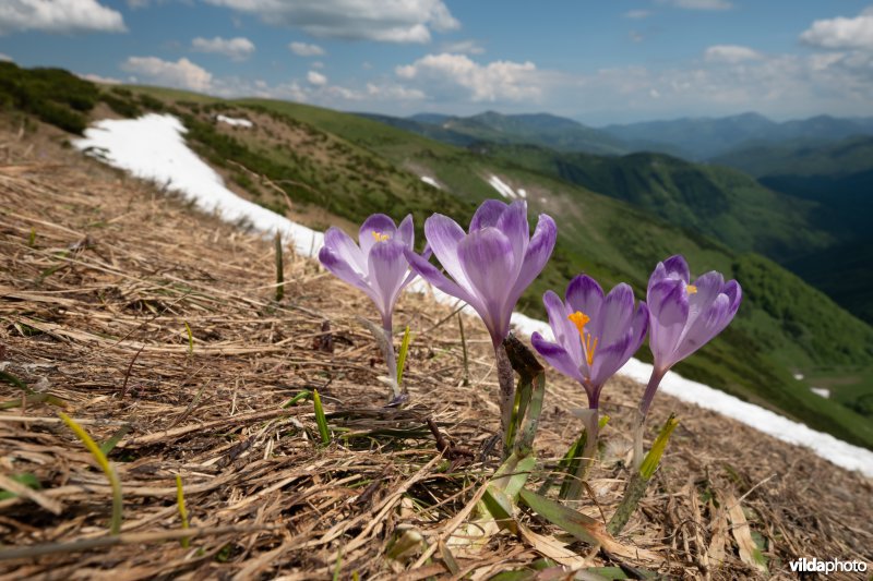 Wilde krokussen in de Velka Fatra