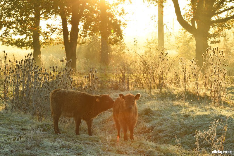 Galloway in de Demerbroeken
