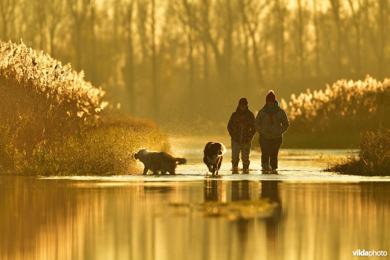 Wandelaars met honden in overstroomde IJzerbroeken