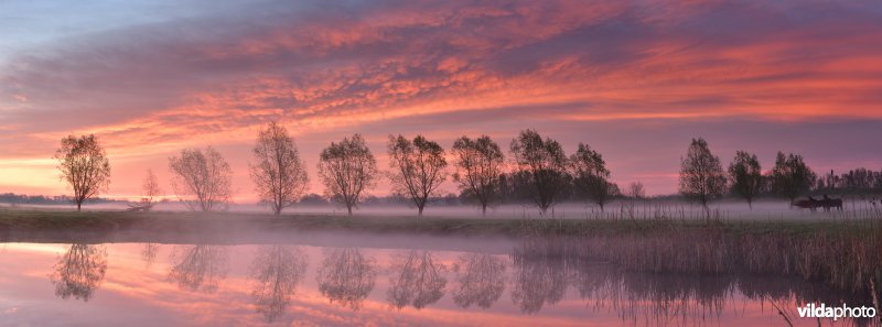 Knotwilgen in de potpolder van Tielrode