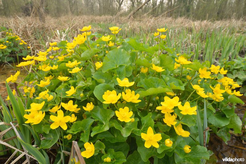 Dotterbloemen in de Wellemeersen