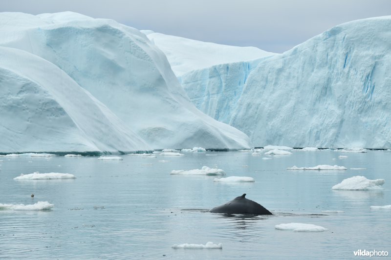 Bultrug in Groenland