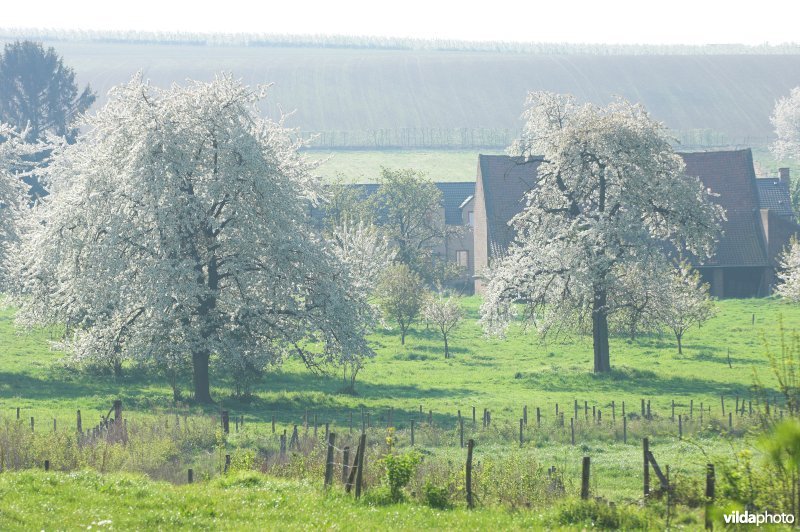 Fruitbomen rond Mettekoven