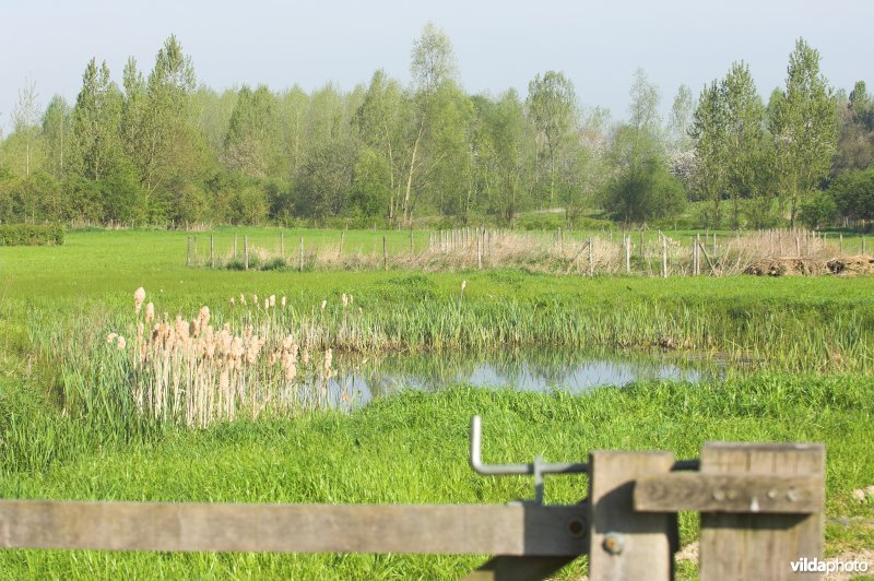 Natuurgebied Stasveld