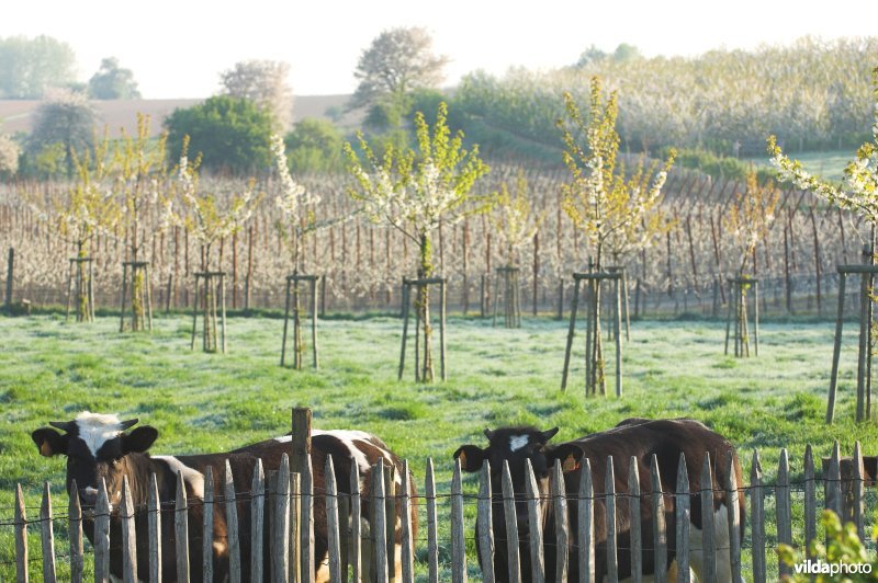 Vee in het reservaat Knoppel