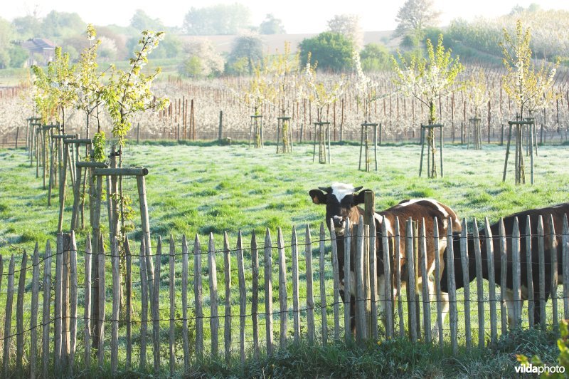 Vee in het reservaat Knoppel