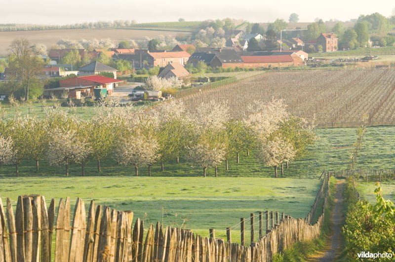 Wandelpaadje doorheen het reservaat Knoppel