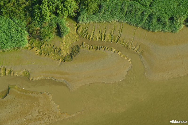 Scheldeschorren aan de Notelaer