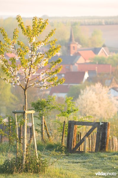 Wandelpaadje doorheen het reservaat Knoppel