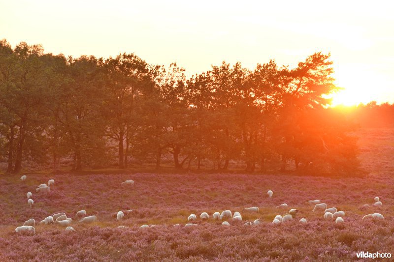 Schapenbegrazing op de Tenhaagdoornheide