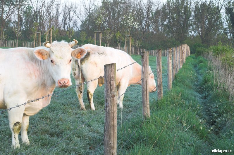 Reservaat Knoppel in Mettekoven