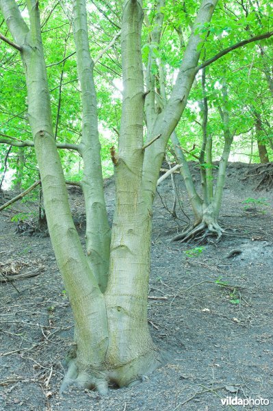 Bos op de terril van Hasard