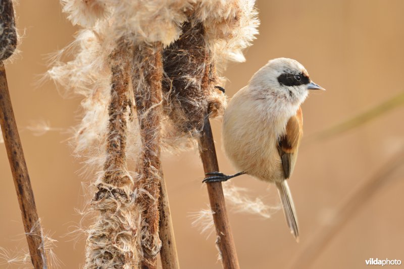 Buidelmees op Grote lisdodde