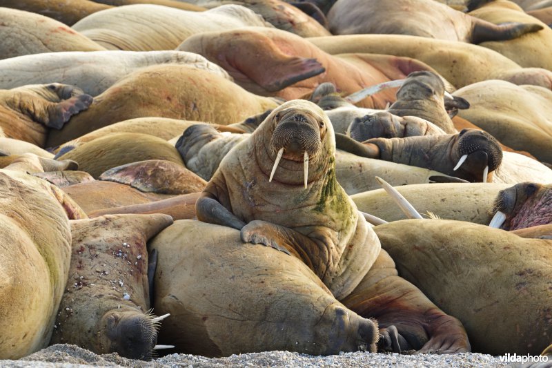 Walrus