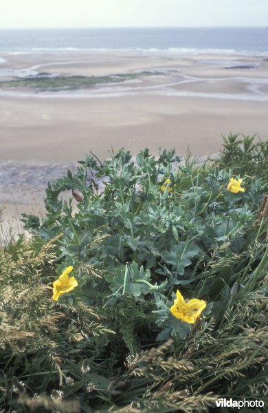 Gele hoornpapaver
